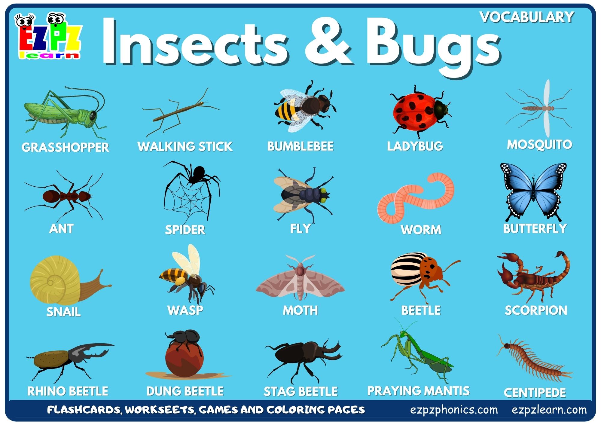 insects-bugs-ezpzlearn